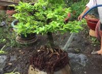 Quy trình chăm sóc mai trong năm sao cho hiệu quả nhất